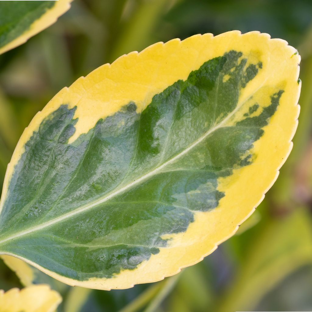 Laakerisorvarinpensas Ovatus Aureus