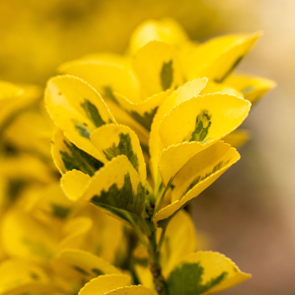 Laakerisorvarinpensas Ovatus Aureus