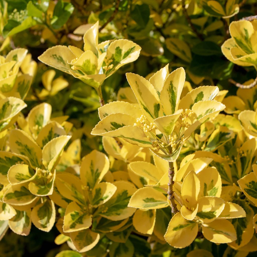 Laakerisorvarinpensas Ovatus Aureus