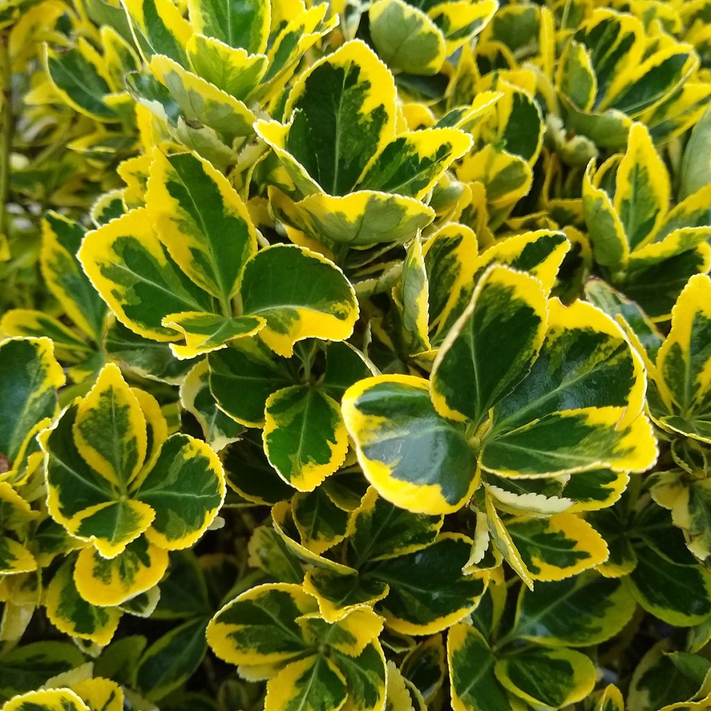 Laakerisorvarinpensas Ovatus Aureus