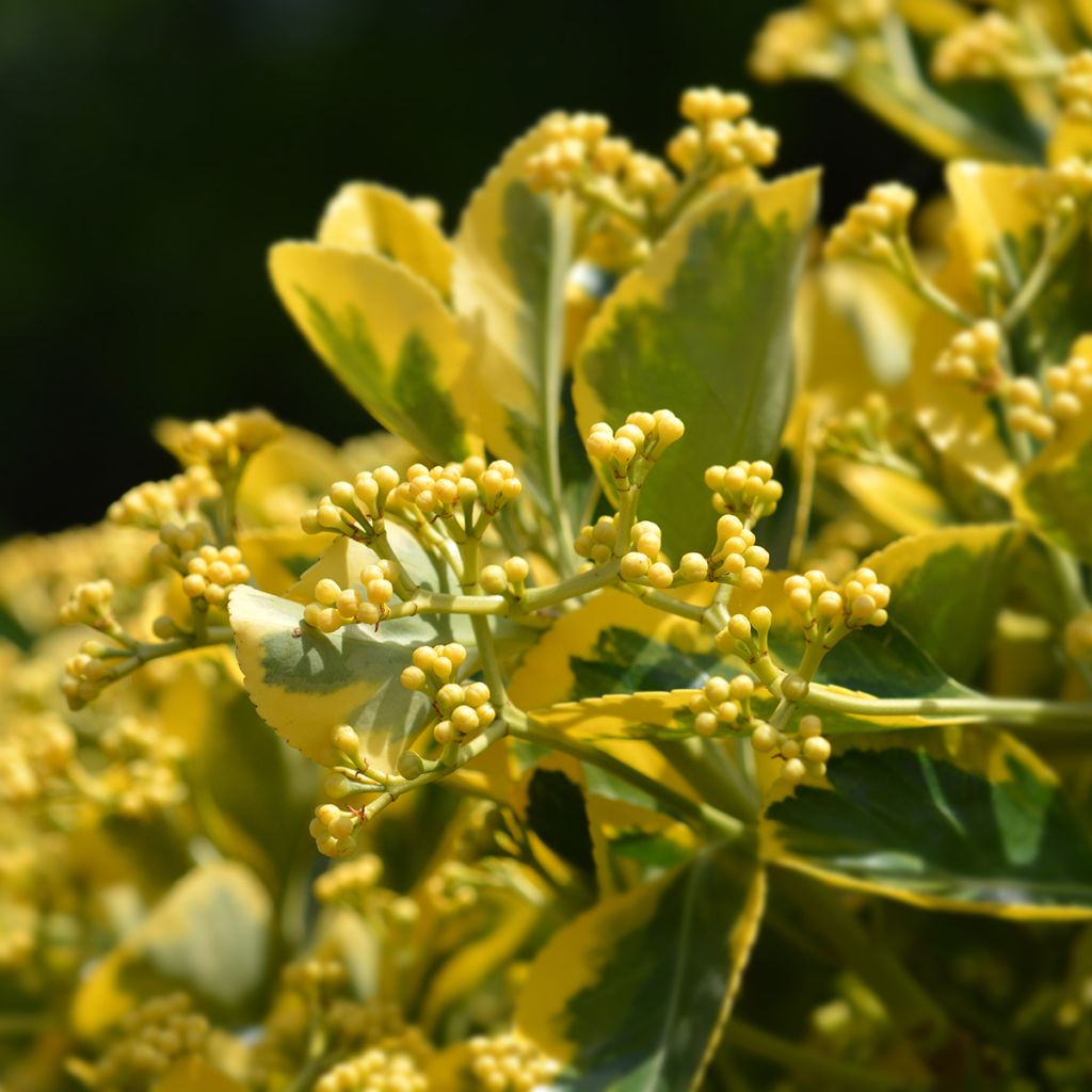 Laakerisorvarinpensas Ovatus Aureus