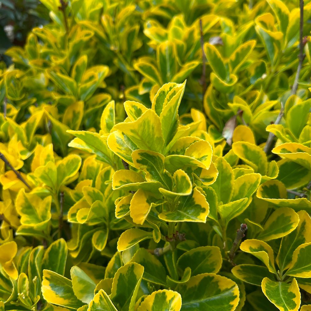 Laakerisorvarinpensas Ovatus Aureus