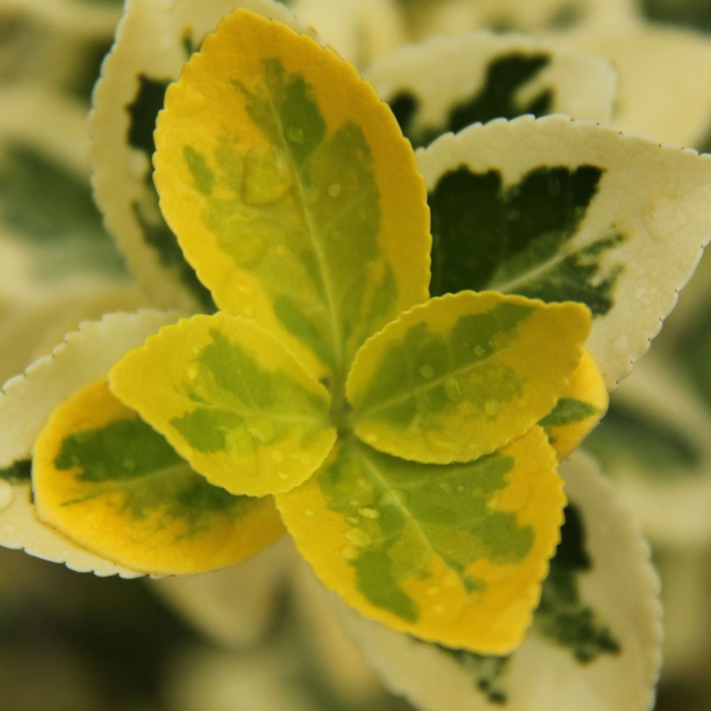 Laakerisorvarinpensas Ovatus Aureus