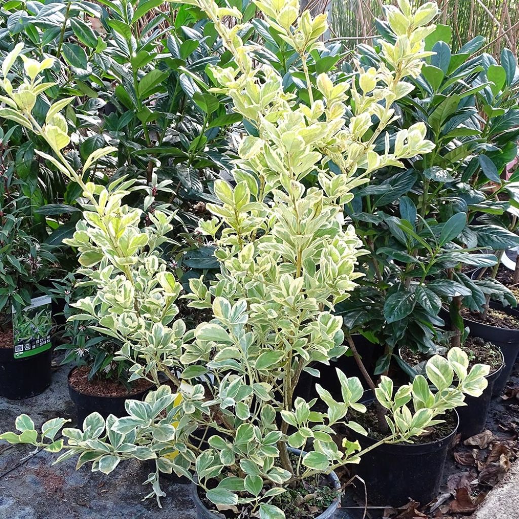 Laakerisorvarinpensas Président Gauthier