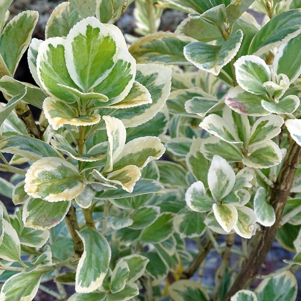 Laakerisorvarinpensas Président Gauthier