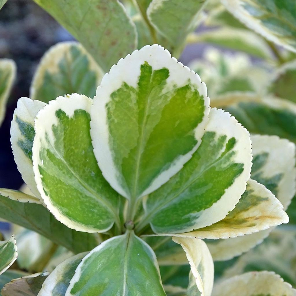 Laakerisorvarinpensas Président Gauthier