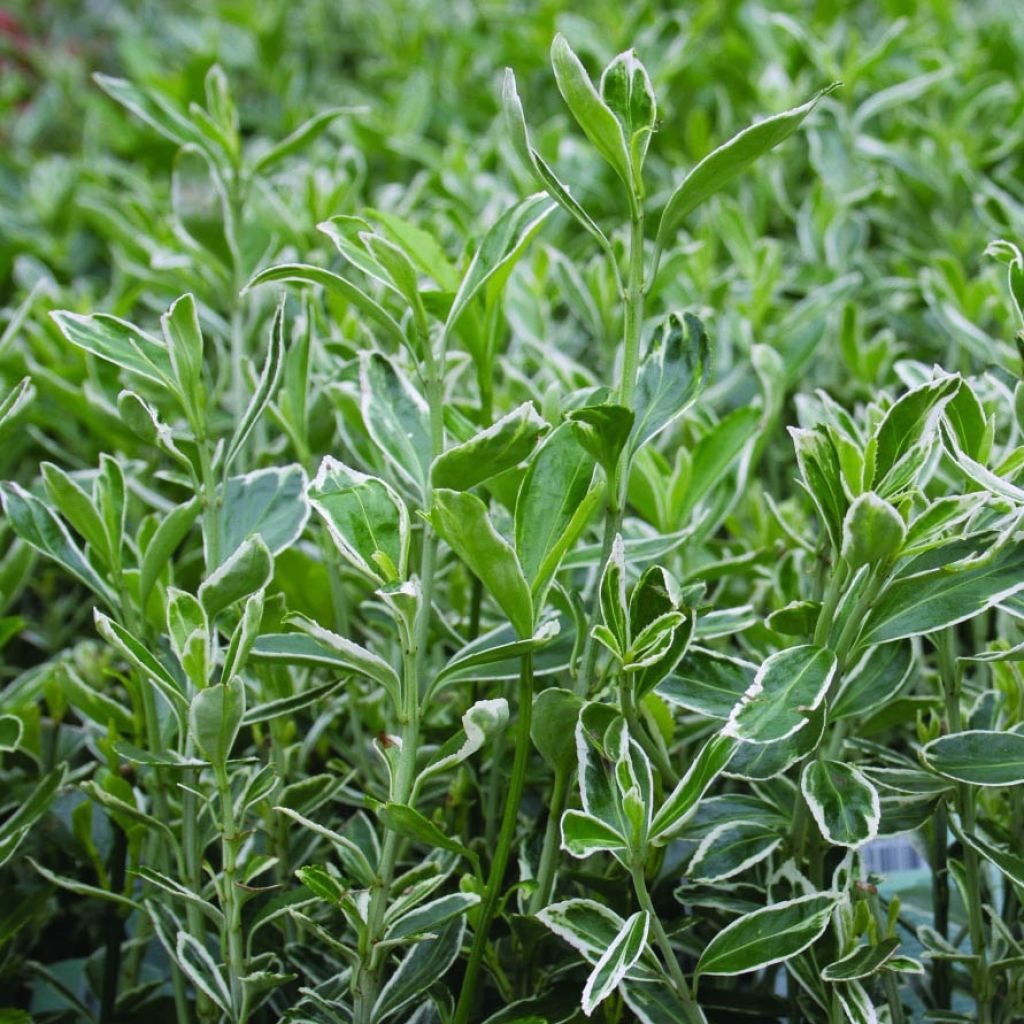Laakerisorvarinpensas Suzanne