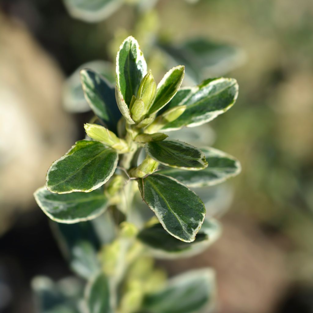 Laakerisorvarinpensas Suzanne