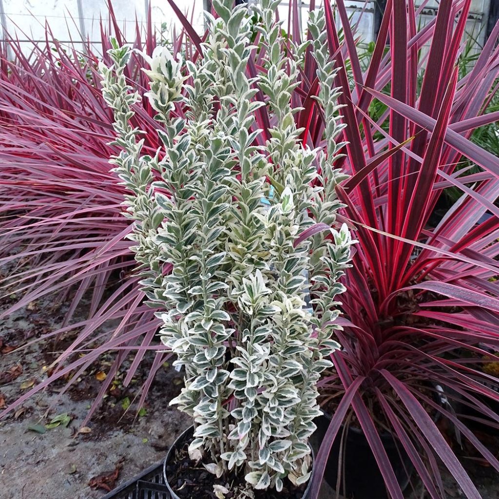 Laakerisorvarinpensas White Spire