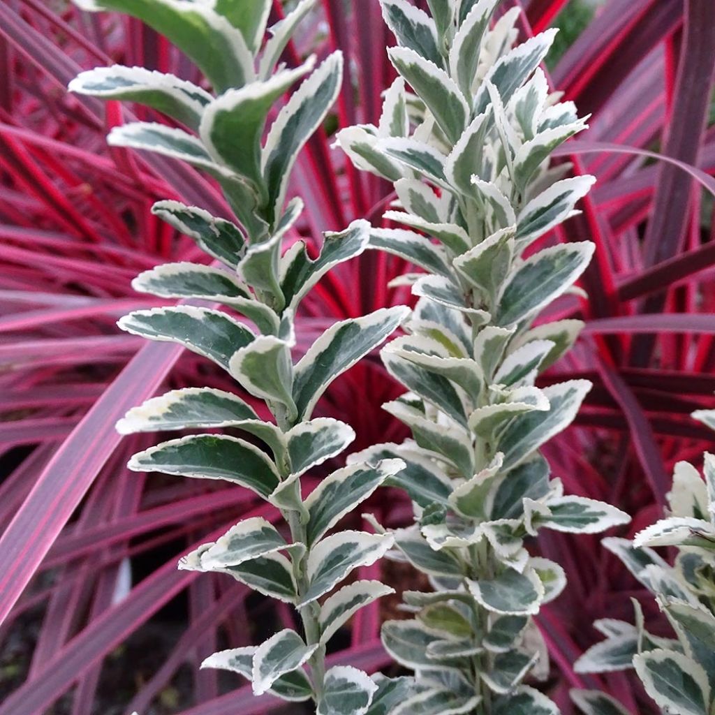 Laakerisorvarinpensas White Spire