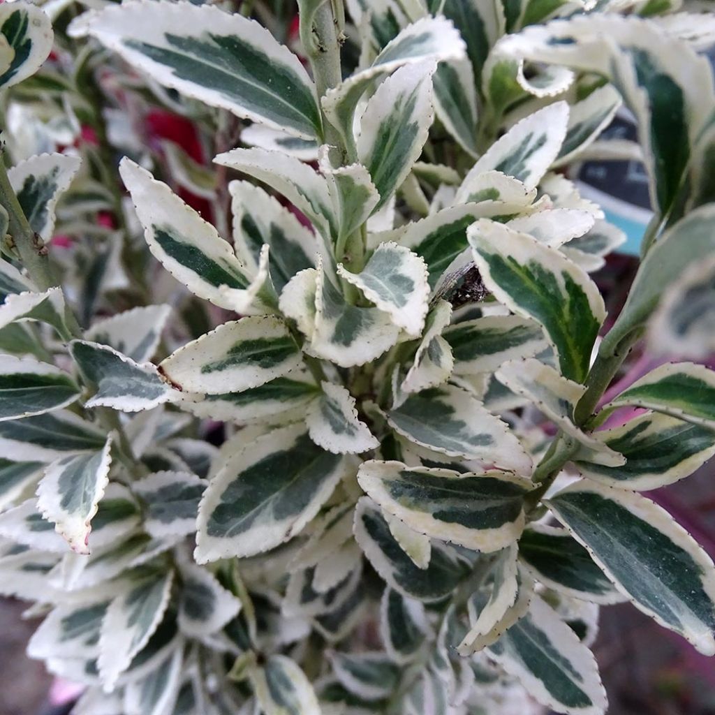 Laakerisorvarinpensas White Spire