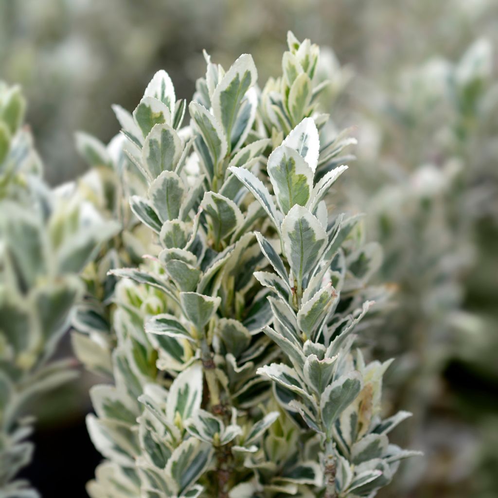 Laakerisorvarinpensas White Spire