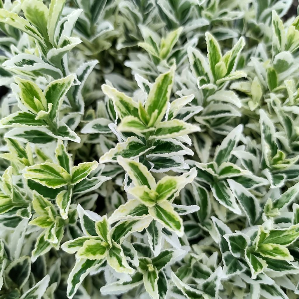 Laakerisorvarinpensas White Spire