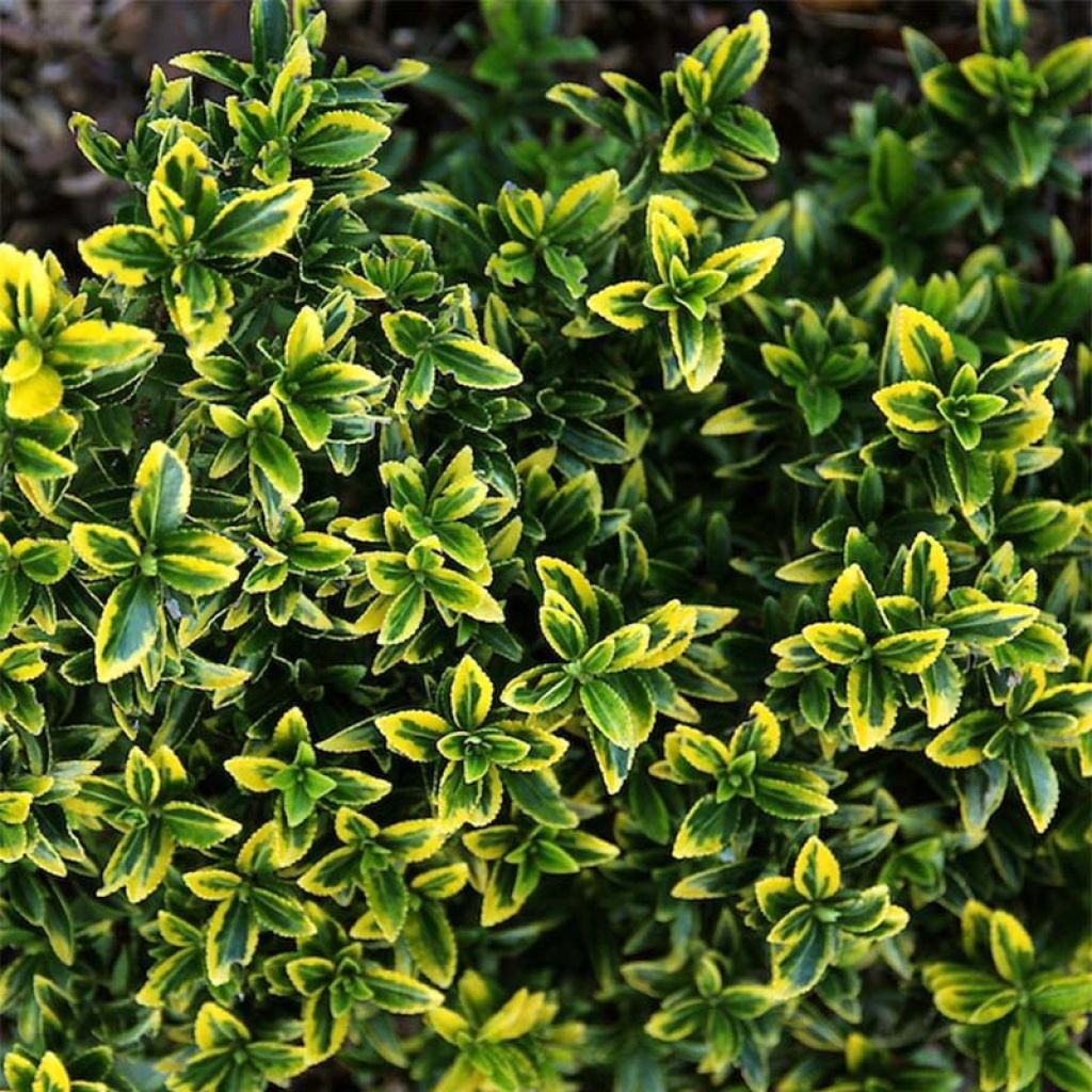 Laakerisorvarinpensas Microphyllus Aureovariegatus