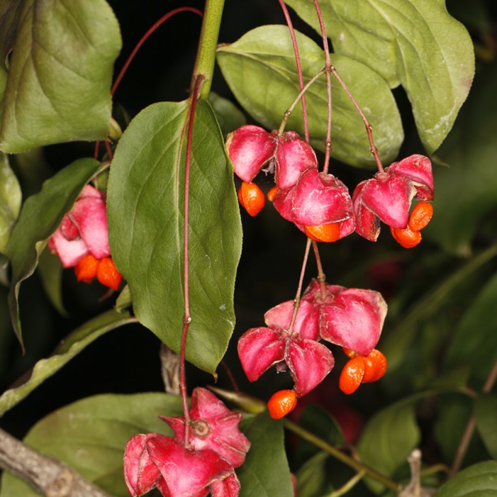 Etelänsorvarinpensas - Euonymus latifolius
