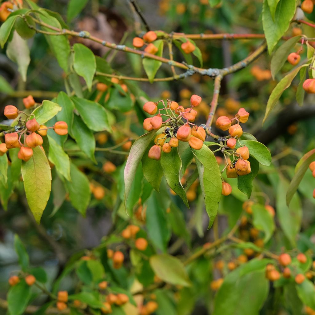 Sorvarinpensaa - Euonymus myrianthus