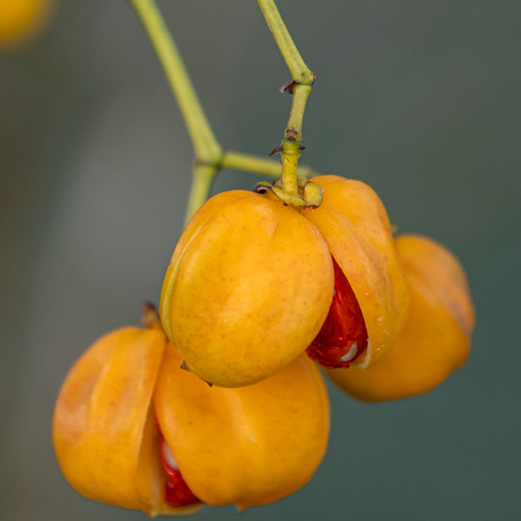 Sorvarinpensaa - Euonymus myrianthus