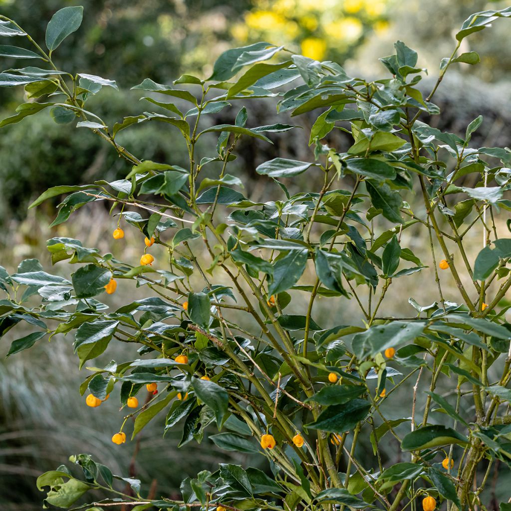 Sorvarinpensaa - Euonymus myrianthus