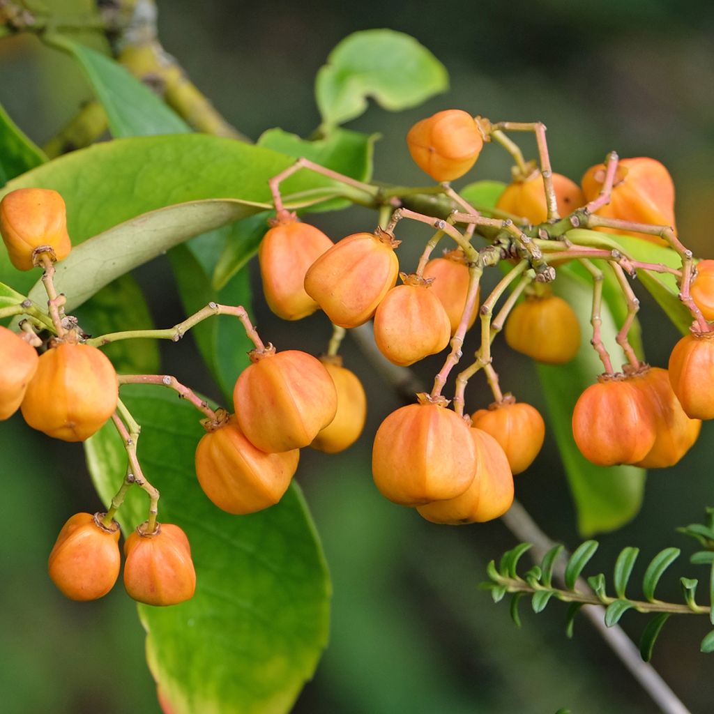Sorvarinpensaa - Euonymus myrianthus