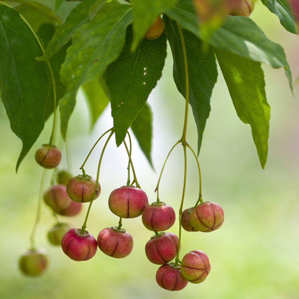 Pallesorvarinpensas - Euonymus oxyphyllus