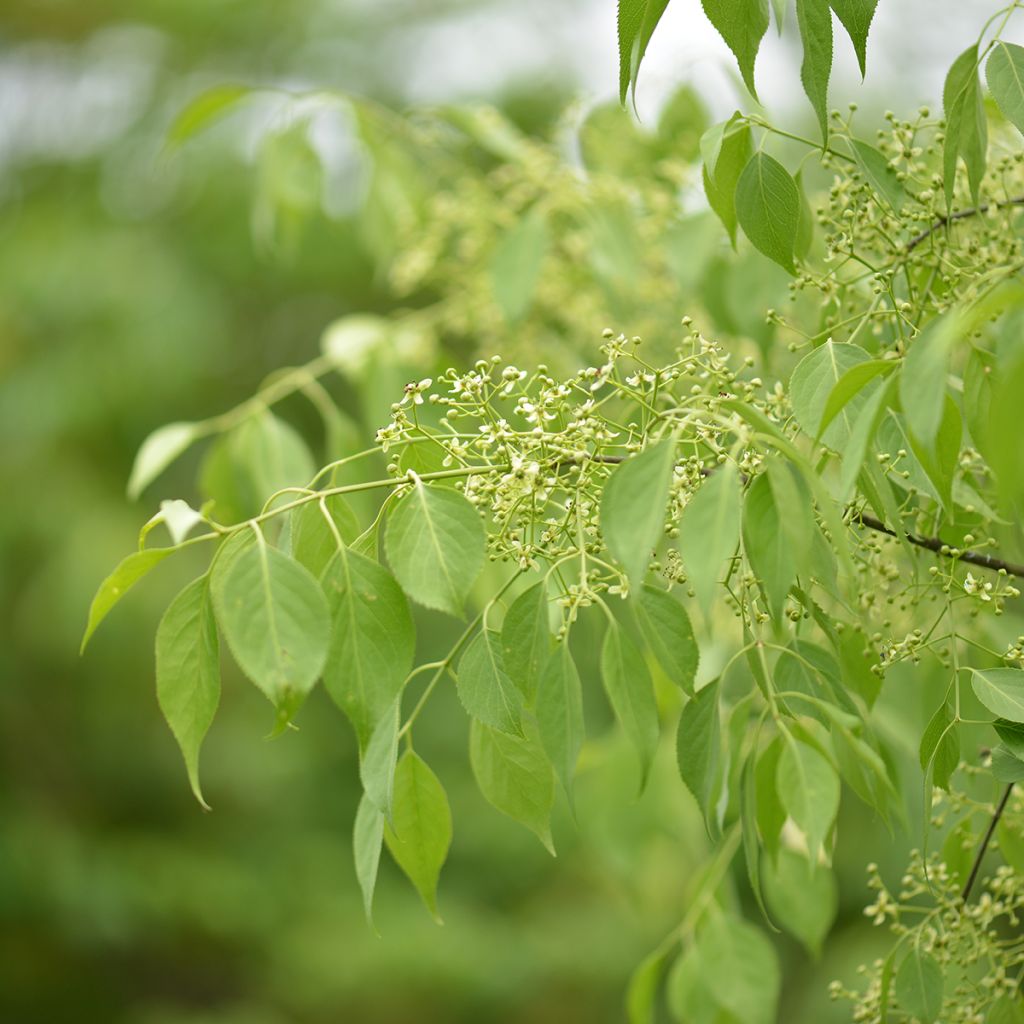 Pallesorvarinpensas - Euonymus oxyphyllus
