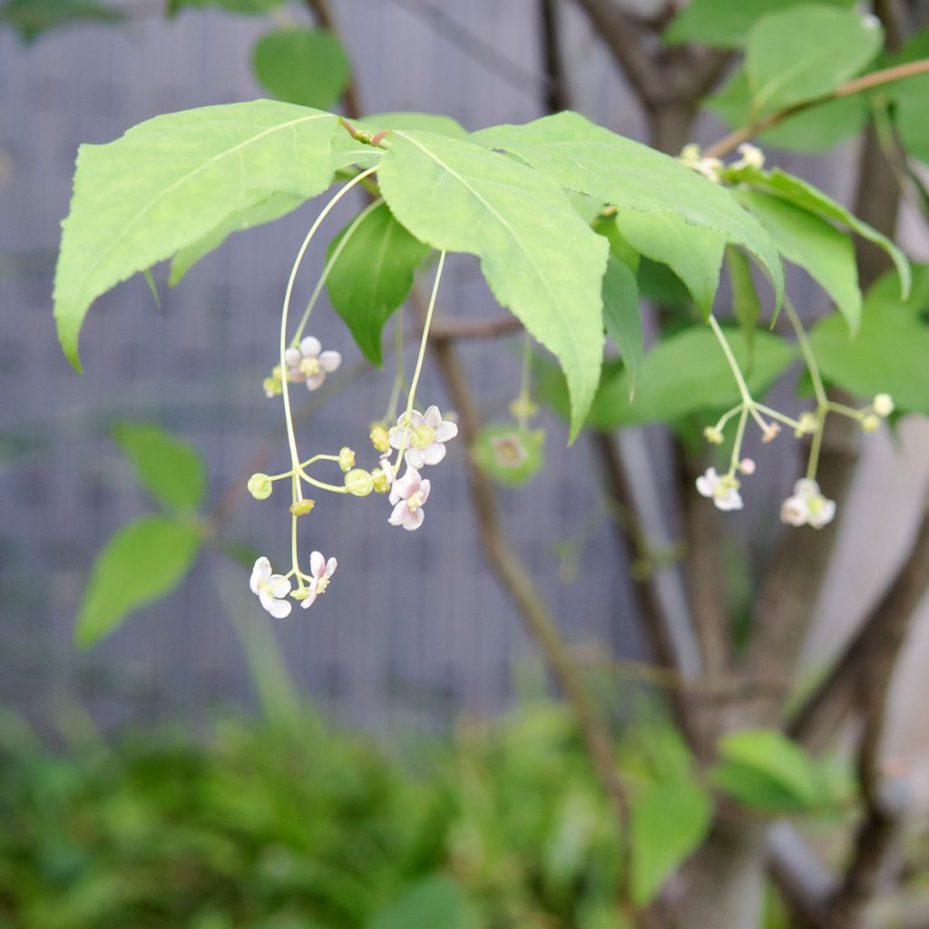 Pallesorvarinpensas - Euonymus oxyphyllus