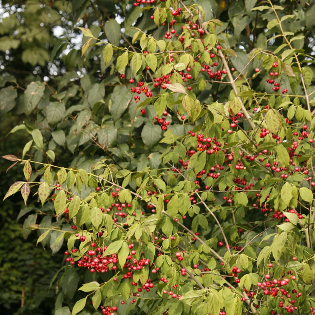 Pallesorvarinpensas - Euonymus oxyphyllus