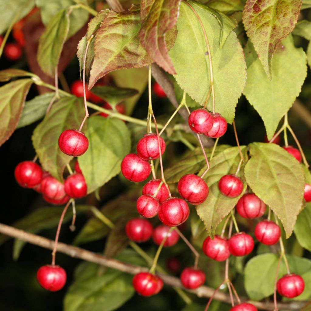 Pallesorvarinpensas - Euonymus oxyphyllus