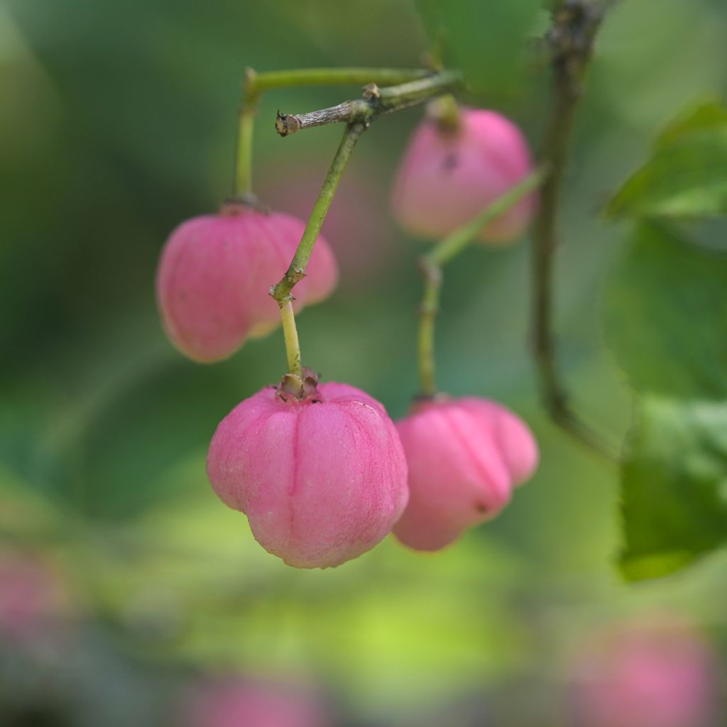 Korkkisorvarinpensas - Euonymus phellomanus