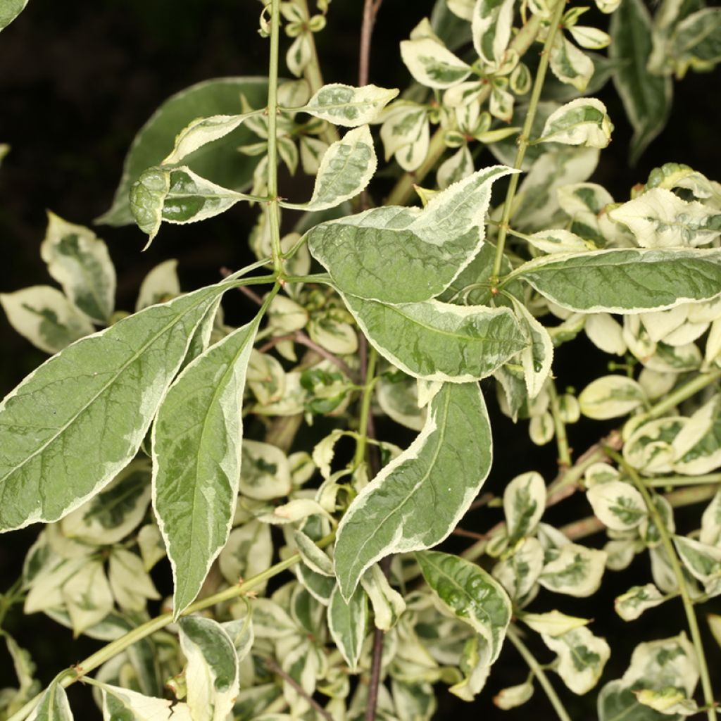 Korkkisorvarinpensas Silver Surprise