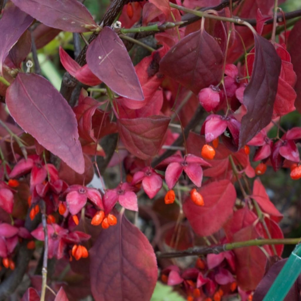 Kirsikkasorvarinpensas - Euonymus planipes