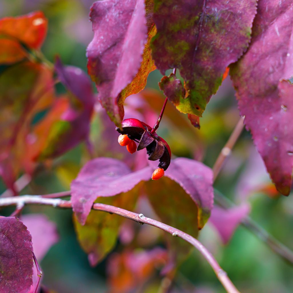 Kirsikkasorvarinpensas - Euonymus planipes