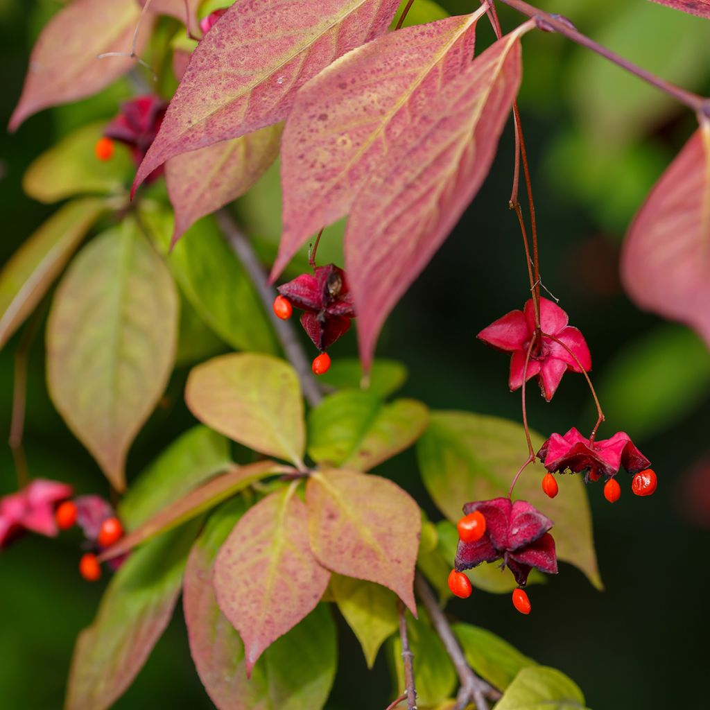 Kirsikkasorvarinpensas - Euonymus planipes