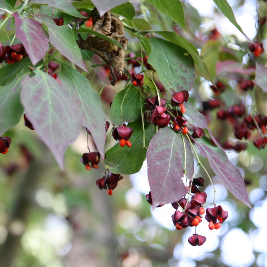 Kirsikkasorvarinpensas - Euonymus planipes