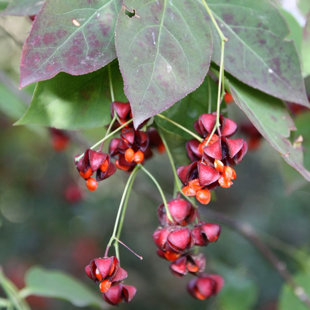 Kirsikkasorvarinpensas - Euonymus planipes