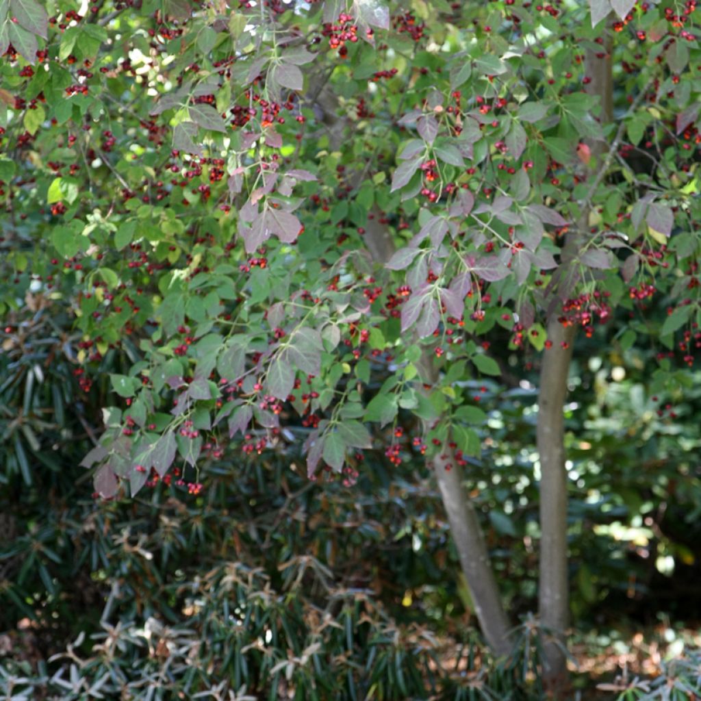 Kirsikkasorvarinpensas - Euonymus planipes