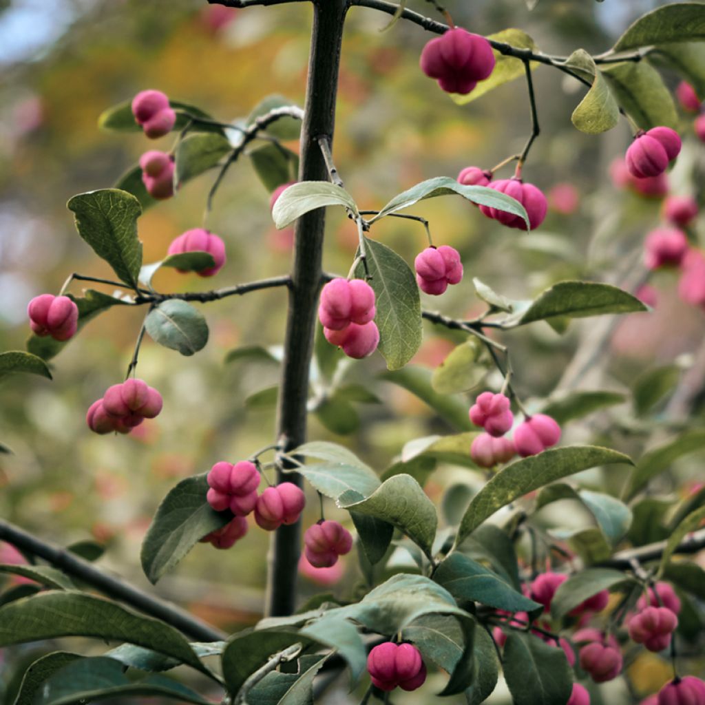 Sorvarinpensaa - Euonymus vidalii