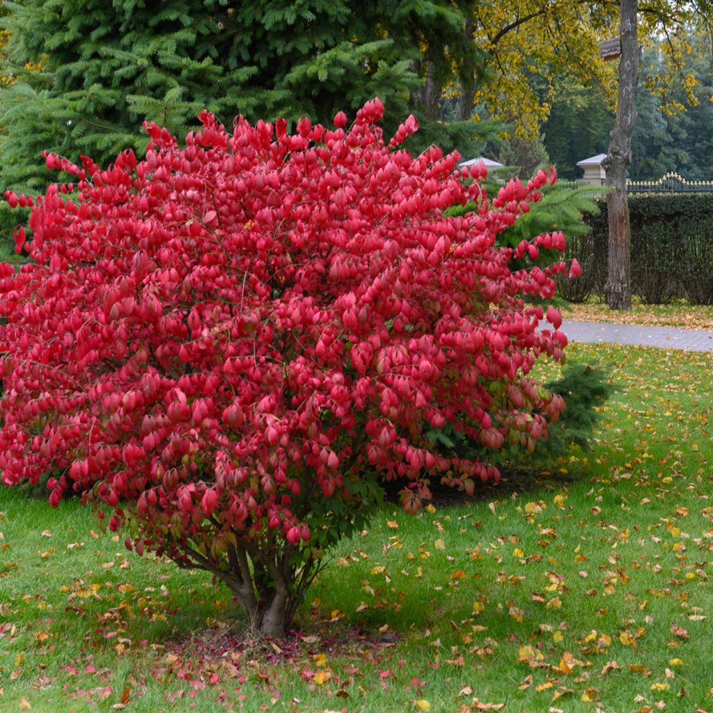Pallesorvarinpensas Fire Ball