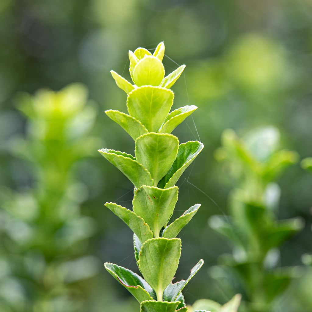 Laakerisorvarinpensas Green Rocket