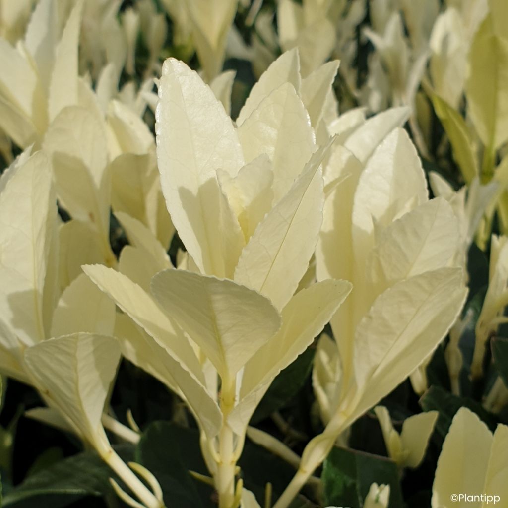 Laakerisorvarinpensas Himalaya