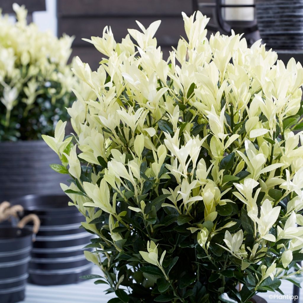 Laakerisorvarinpensas Himalaya