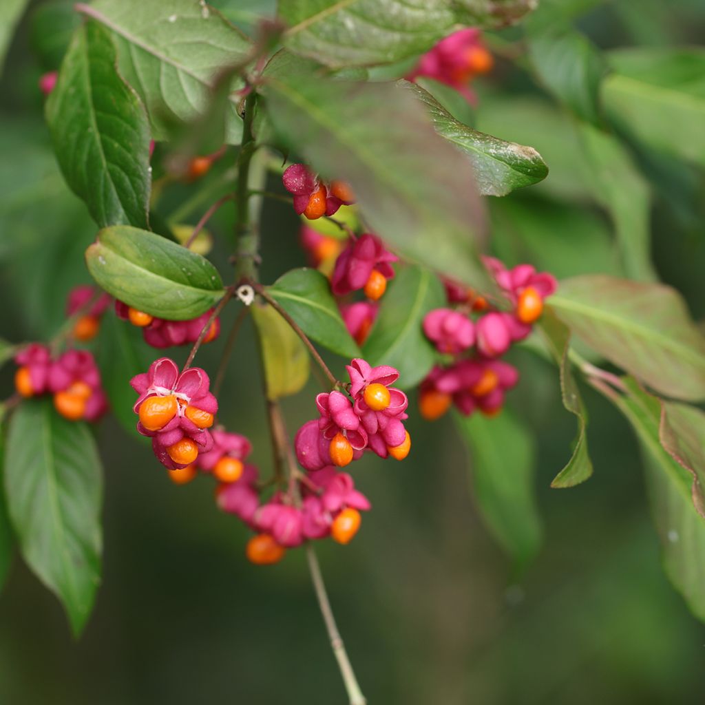 Etelänsorvarinpensas - Euonymus latifolius