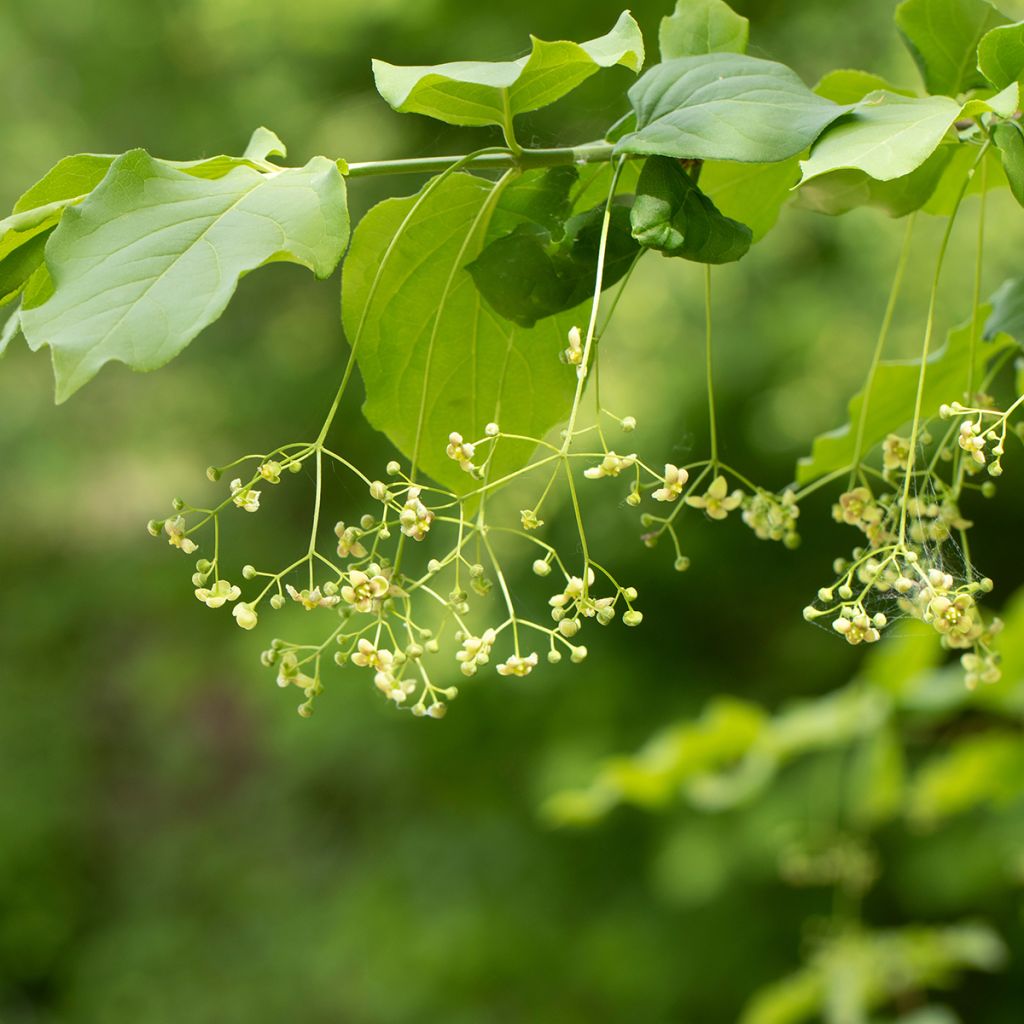 Etelänsorvarinpensas - Euonymus latifolius