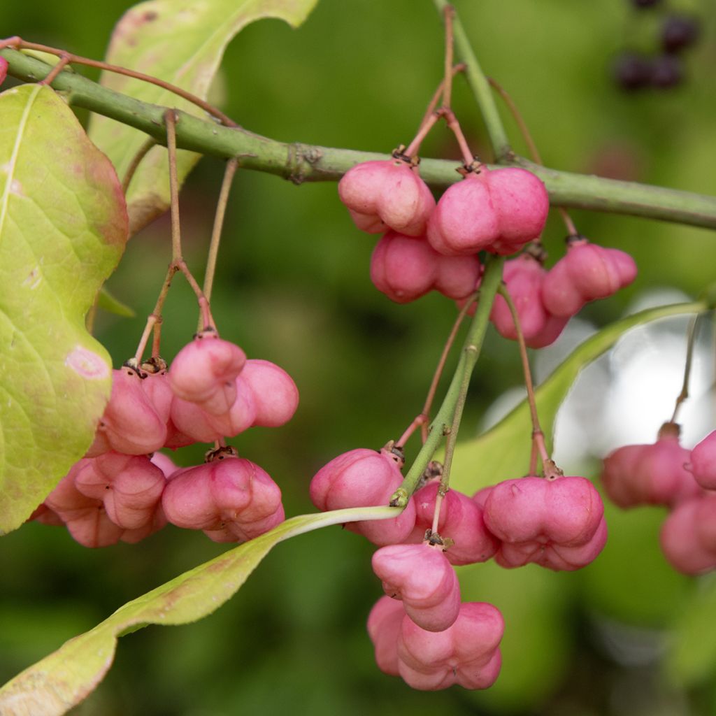 Etelänsorvarinpensas - Euonymus latifolius