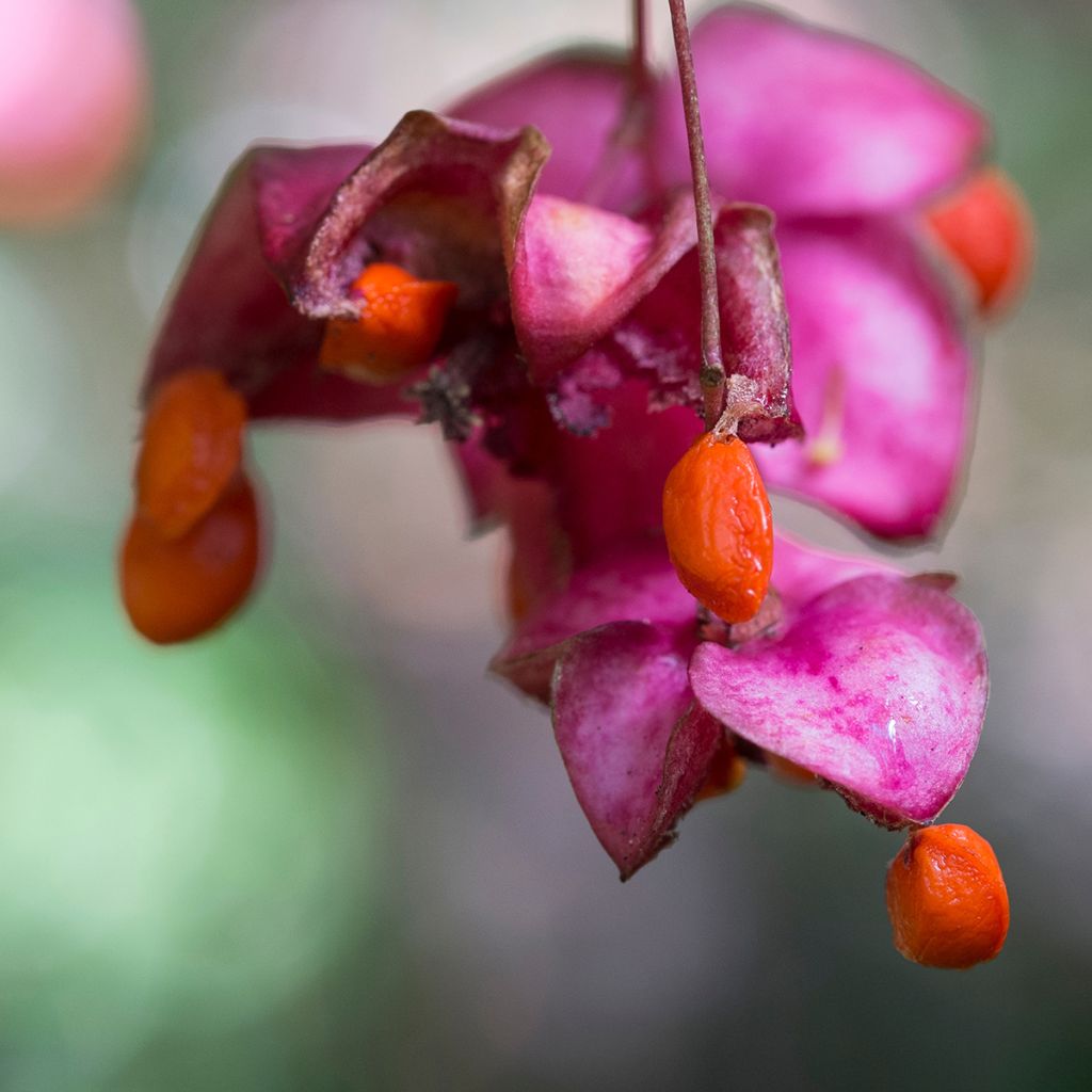 Etelänsorvarinpensas - Euonymus latifolius