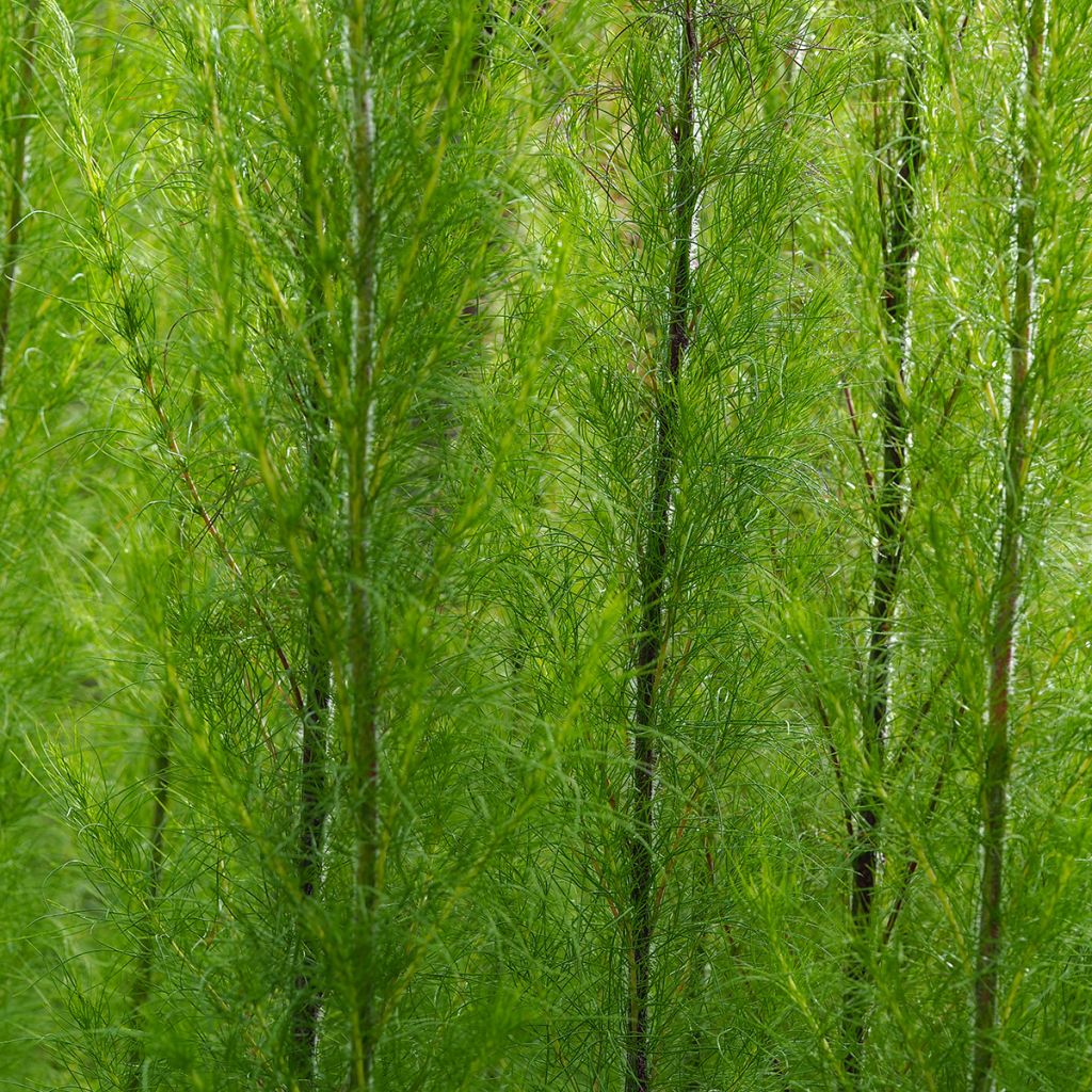 Hiirenvirkko Elegant Plume