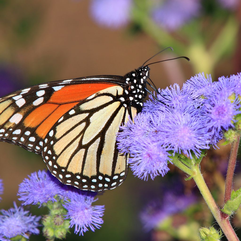 Punalatva - Eupatorium coelestinum