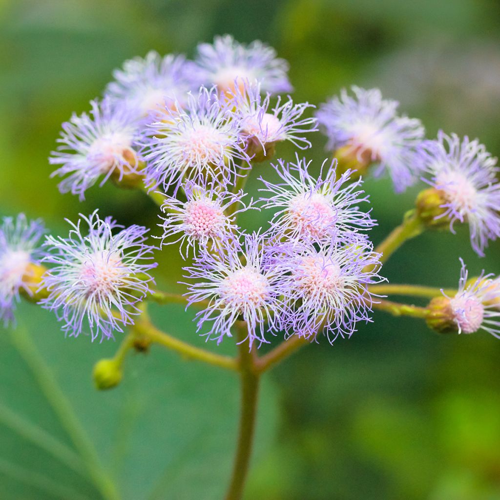 Punalatva - Eupatorium coelestinum