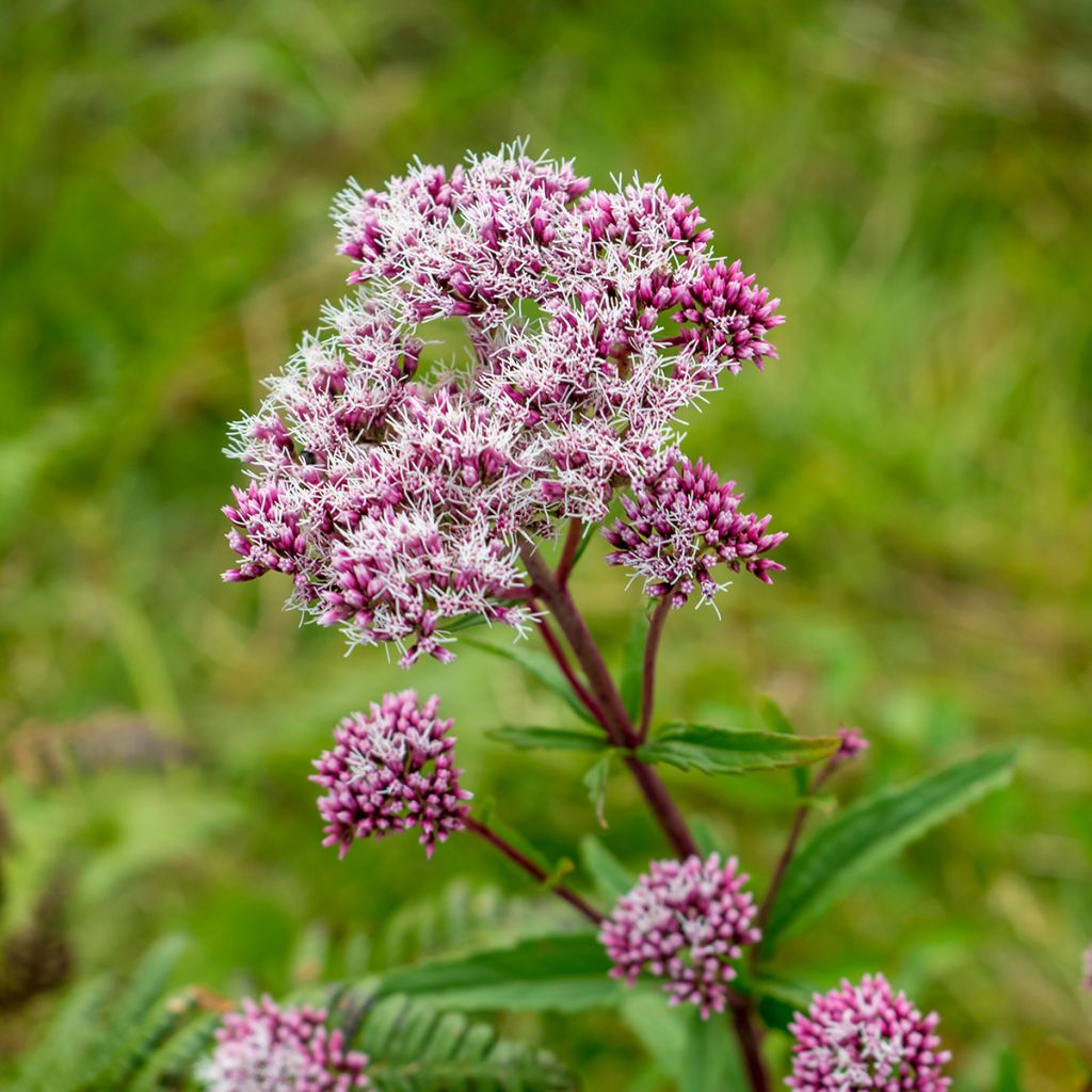 Punalatva Atropurpureum