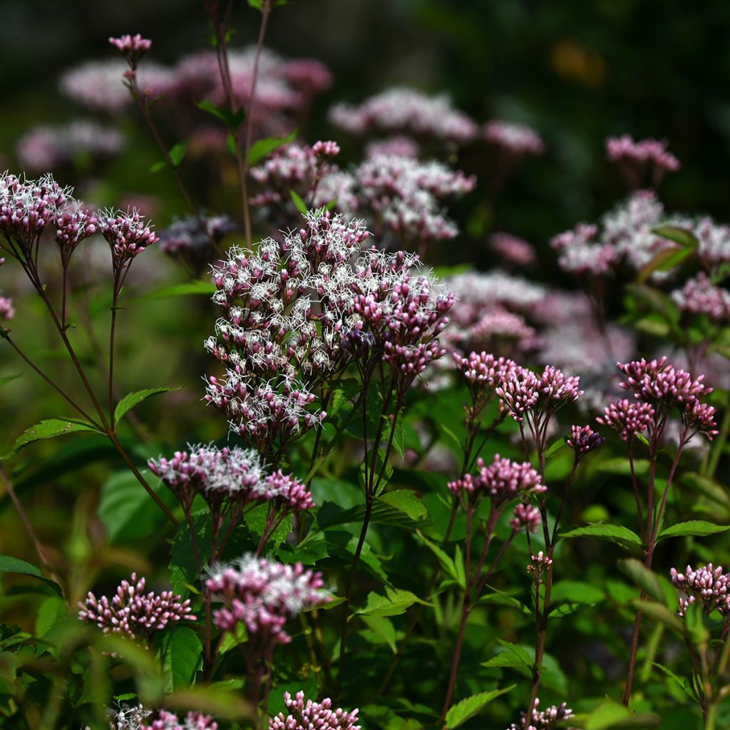 Punalatva Atropurpureum